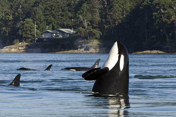 Cowichan Bay Sunset Whale and Wildlife Adventure
